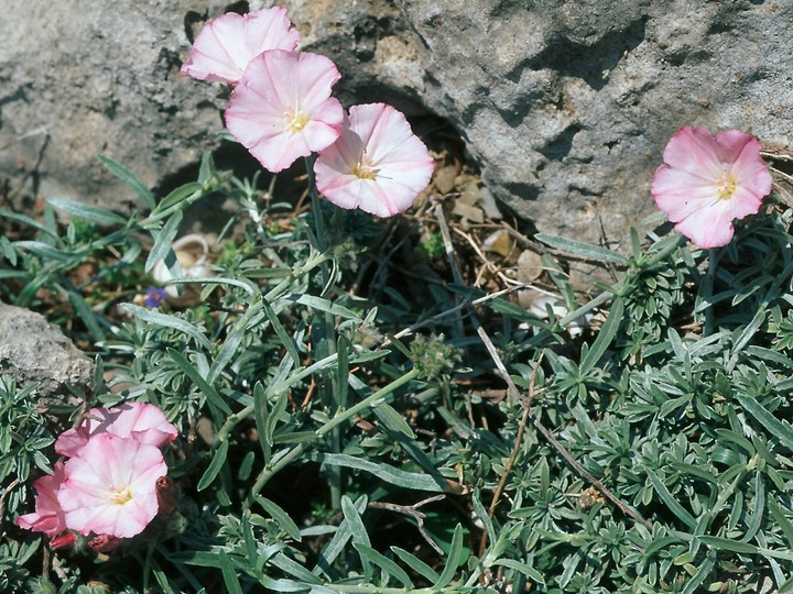 Convolvulus dorycnium