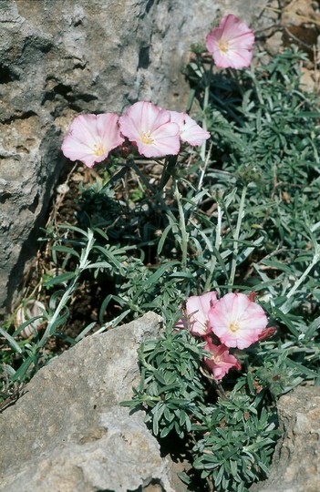 Convolvulus dorycnium