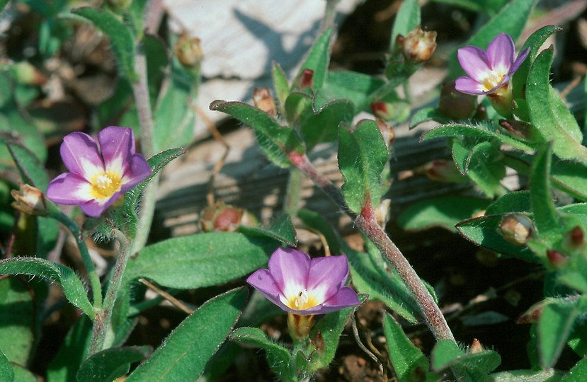 Convolvulus pentapetaloides