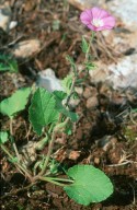 Convolvulus coelosyriacus