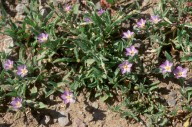 Convolvulus pentapetaloides