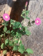 Convolvulus coelosyriacus