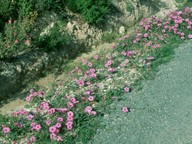 Convolvulus althaeoides