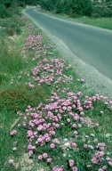 Convolvulus althaeoides