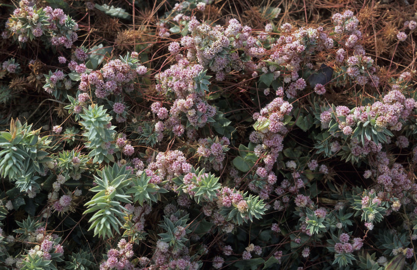 Cuscuta sp.1