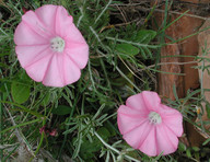 Convolvulus elegantissimus