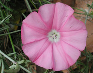 Convolvulus elegantissimus