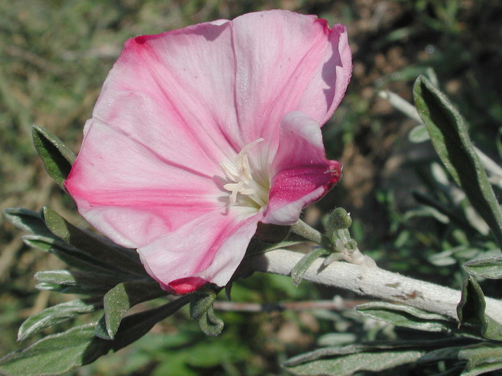 Convolvulus dorycnium