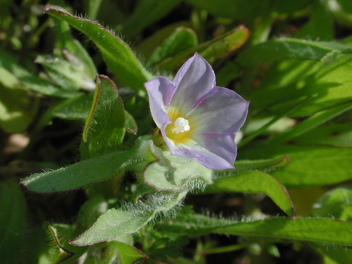 Convolvulus pentapetaloides