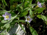 Convolvulus pentapetaloides