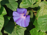 Ipomoea purpurea