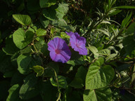 Ipomoea purpurea