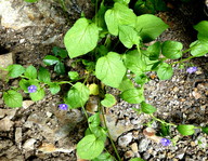 Convolvulus siculus