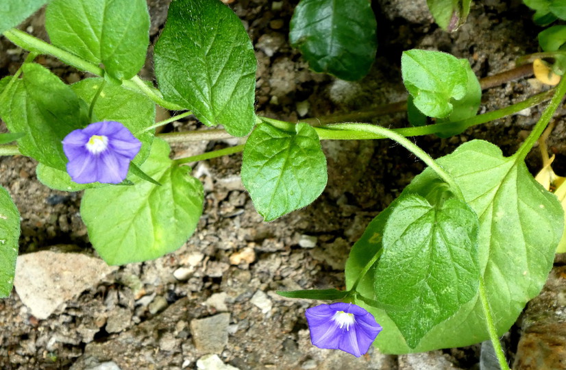 Convolvulus siculus