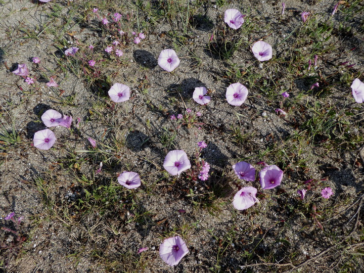 Convolvulus althaeoides