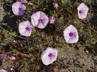 Convolvulus althaeoides