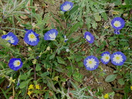 Convolvulus tricolor