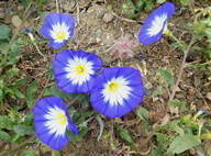 Convolvulus tricolor