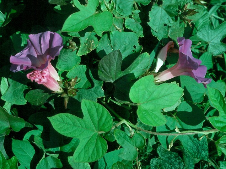 Ipomoea acuminata