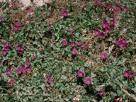 Ipomoea acuminata