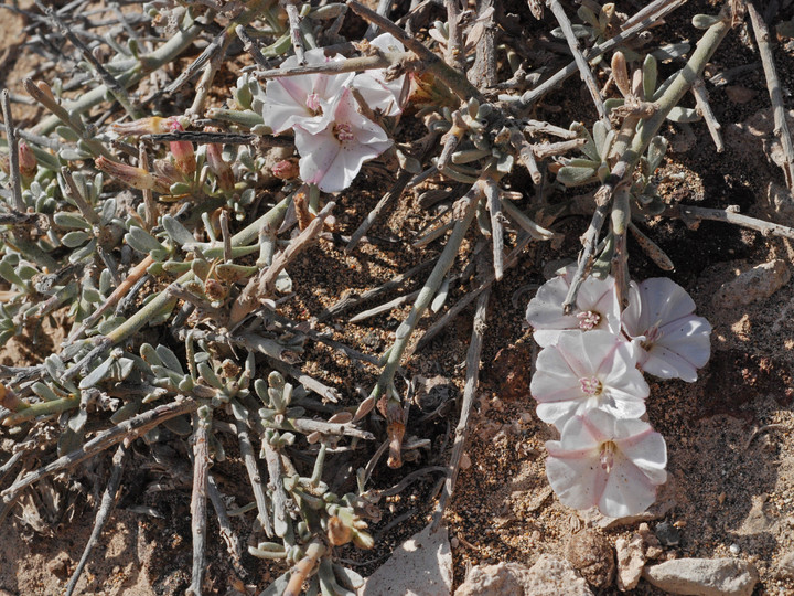 Convolvulus caput-medusae