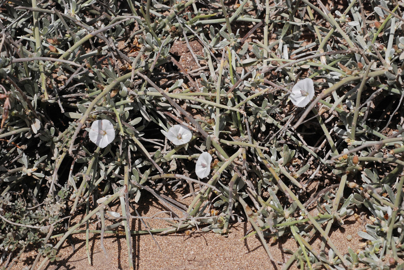 Convolvulus caput-medusae