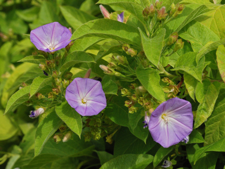 Convolvulus massonii