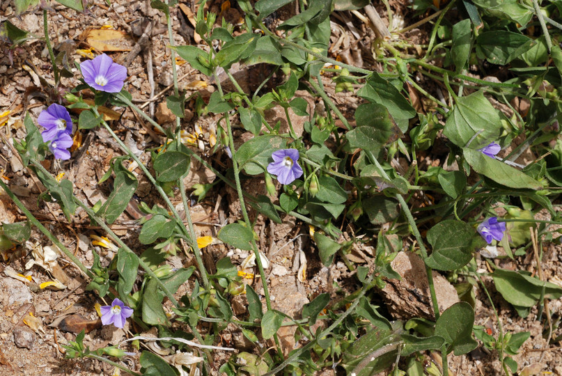 Convolvulus siculus