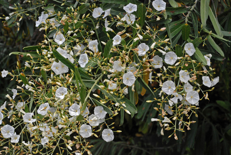 Convolvulus floridus