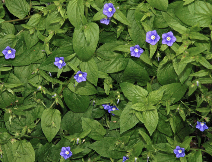 Convolvulus siculus