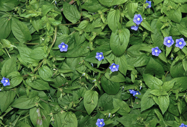 Convolvulus siculus