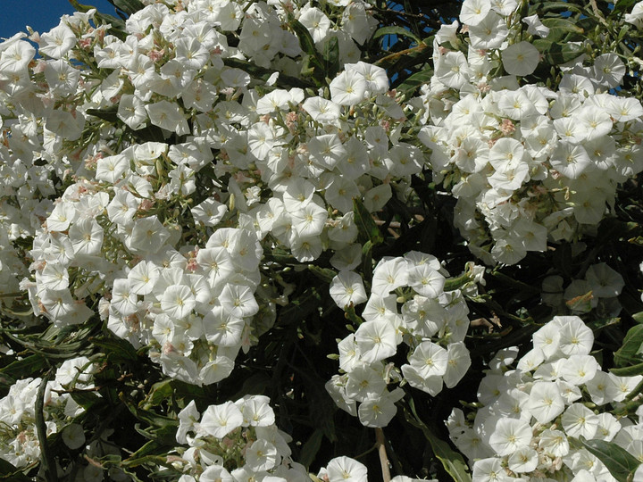 Convolvulus floridus