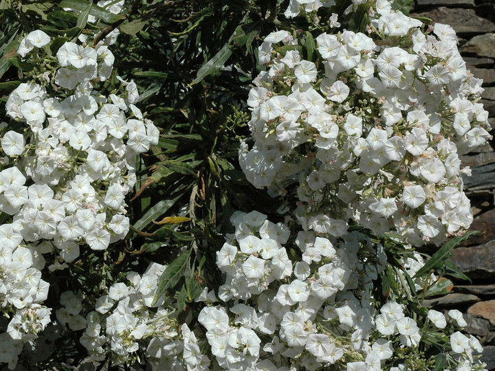 Convolvulus floridus