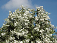 Convolvulus floridus