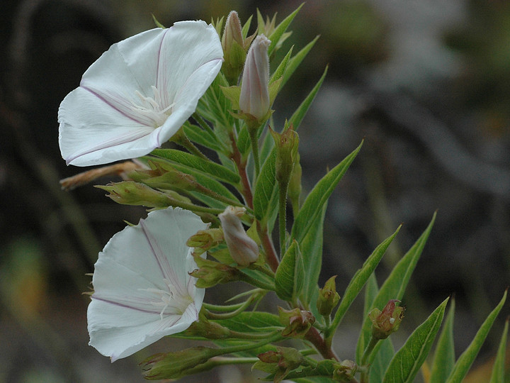 Convolvulus perraudieri