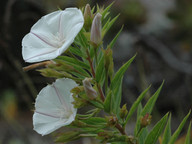 Convolvulus perraudieri