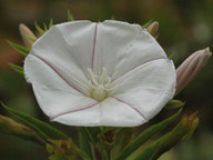 Convolvulus perraudieri