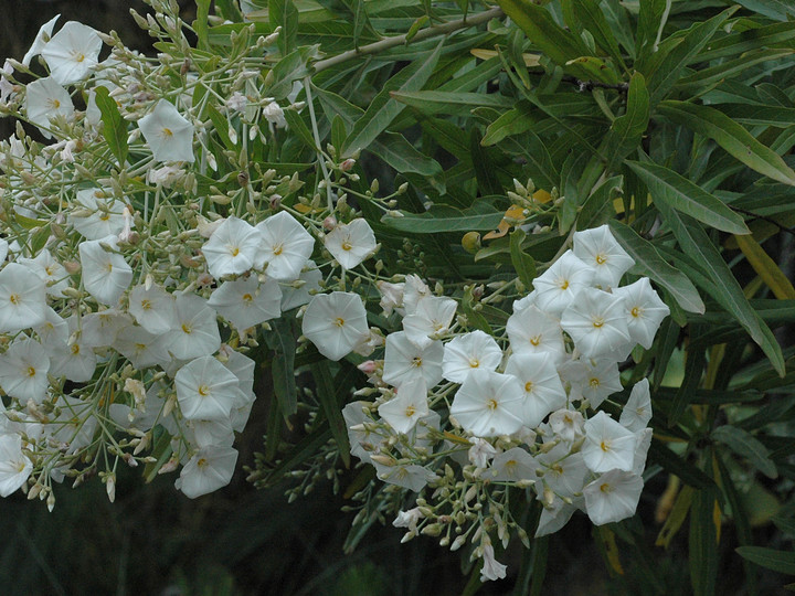 Convolvulus floridus