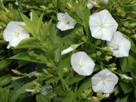 Convolvulus perraudieri