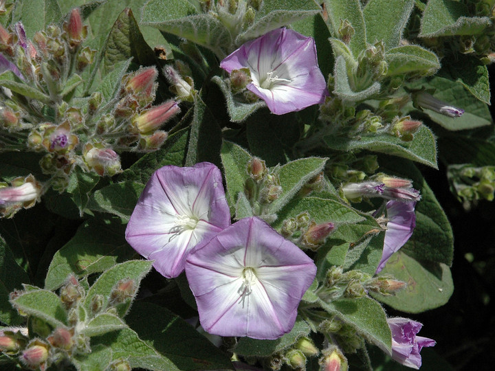 Convolvulus canariensis