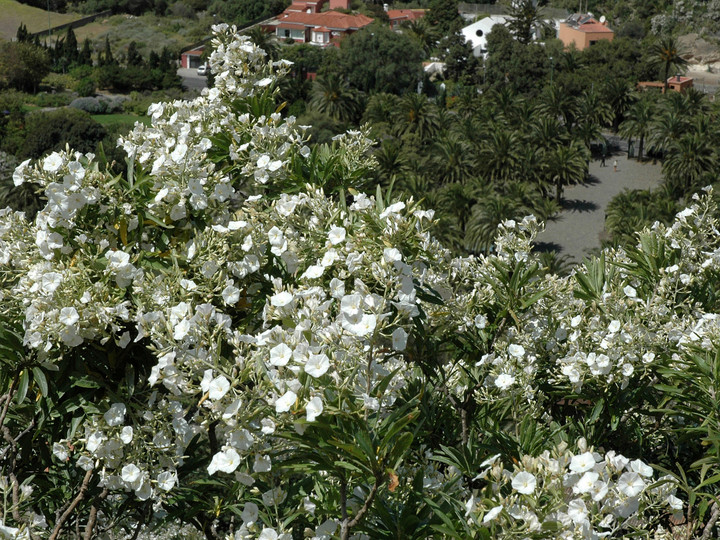 Convolvulus floridus