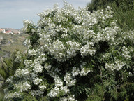 Convolvulus floridus