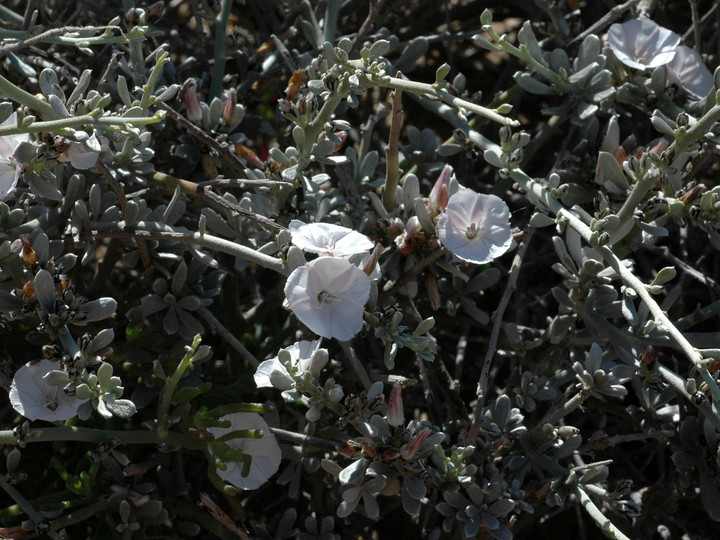 Convolvulus caput-medusae