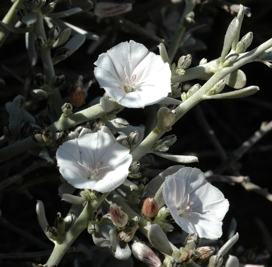 Convolvulus caput-medusae