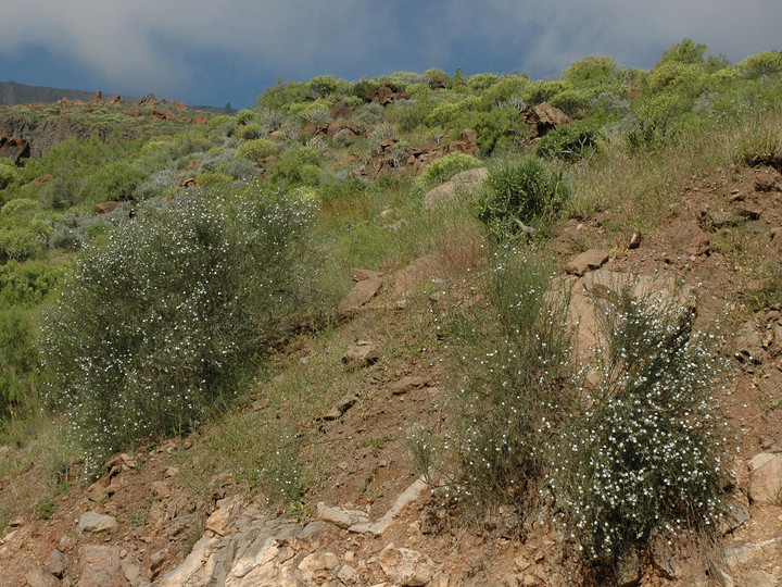 Convolvulus scoparius