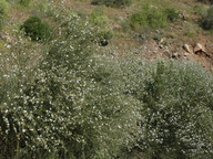 Convolvulus scoparius