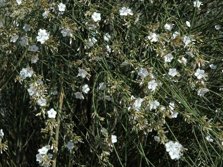 Convolvulus scoparius