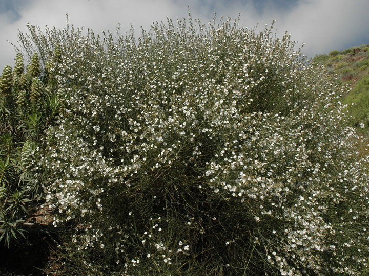 Convolvulus scoparius