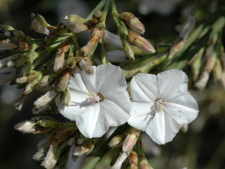 Convolvulus scoparius