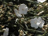 Convolvulus scoparius